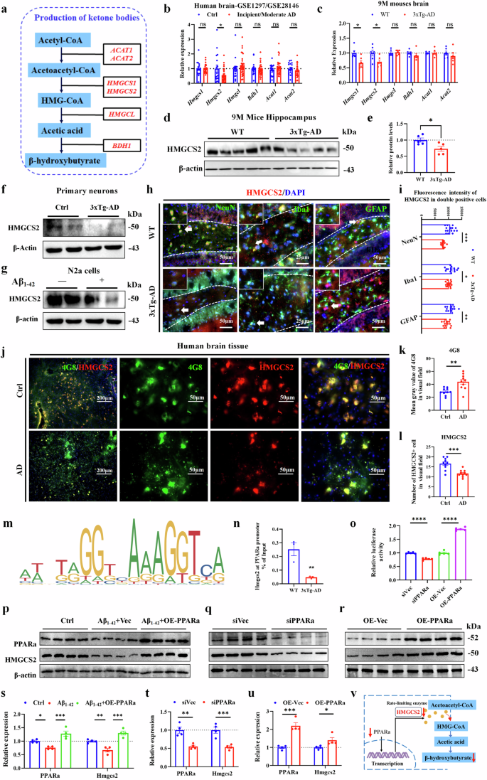 Fig. 7: HMGCS2 expression decreases in the brains of middle-aged 3xTg-AD mice and patients with AD, as well as Aβ-treated N2a cells and 3xTg-AD primary neurons.