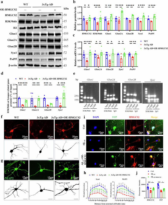 Fig. 8: The HMGCS2 upregulation enhances the synaptic plasticity-associated genes by increasing the expression of H3K9bhb in primary neurons of 3xTg-AD mice.