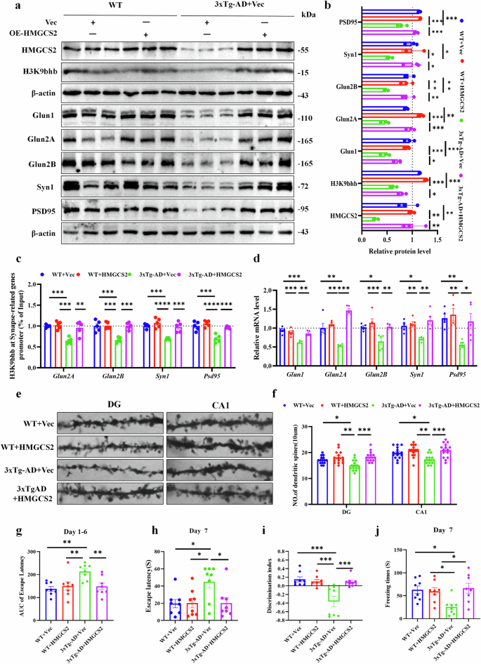 Fig. 9: HMGCS2 overexpression improves cognitive function via H3K9bhb-mediated synaptic gene expression in 3xTg-AD mice.