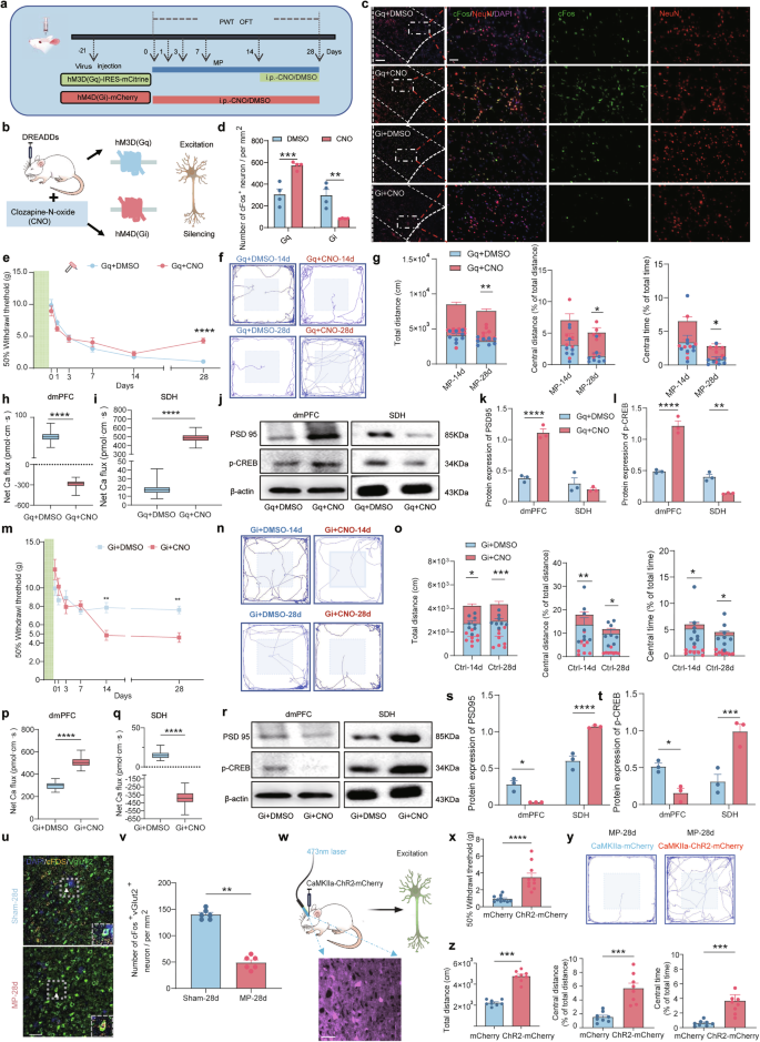 Fig. 2: Suppressed glutamatergic excitability in the dmPFC drives CMP.