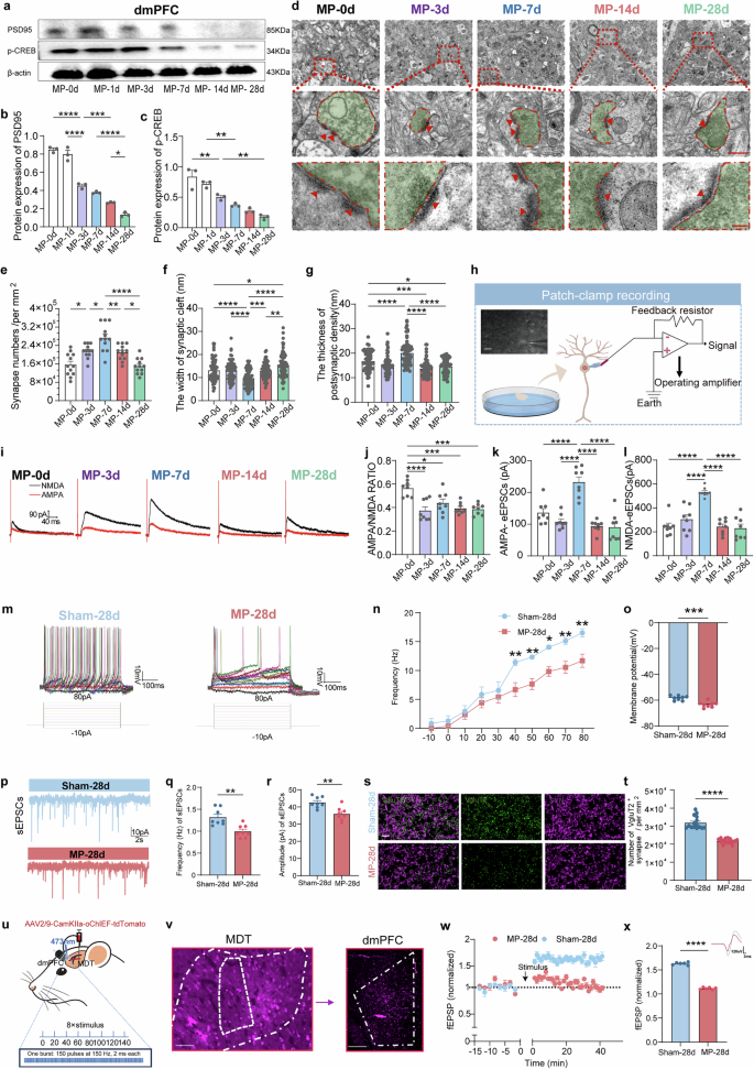 Fig. 3: Reduced plasticity of excitatory synapse within dmPFC in CMP rats.