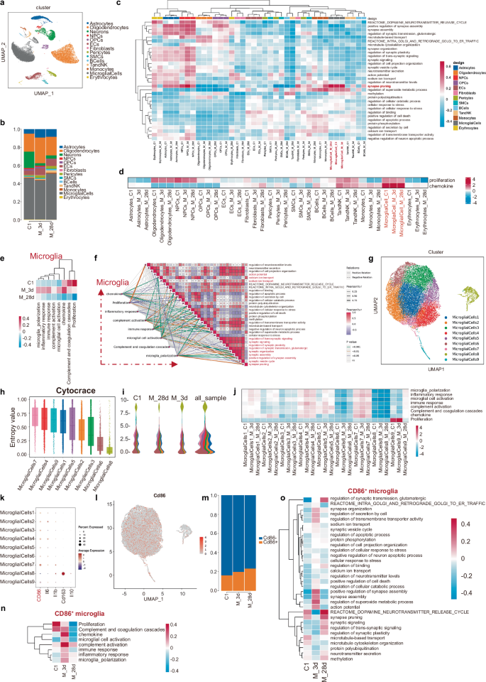 Fig. 4: Proinflammatory microglia highly correlates with abnormal dmPFC plasticity in CMP.