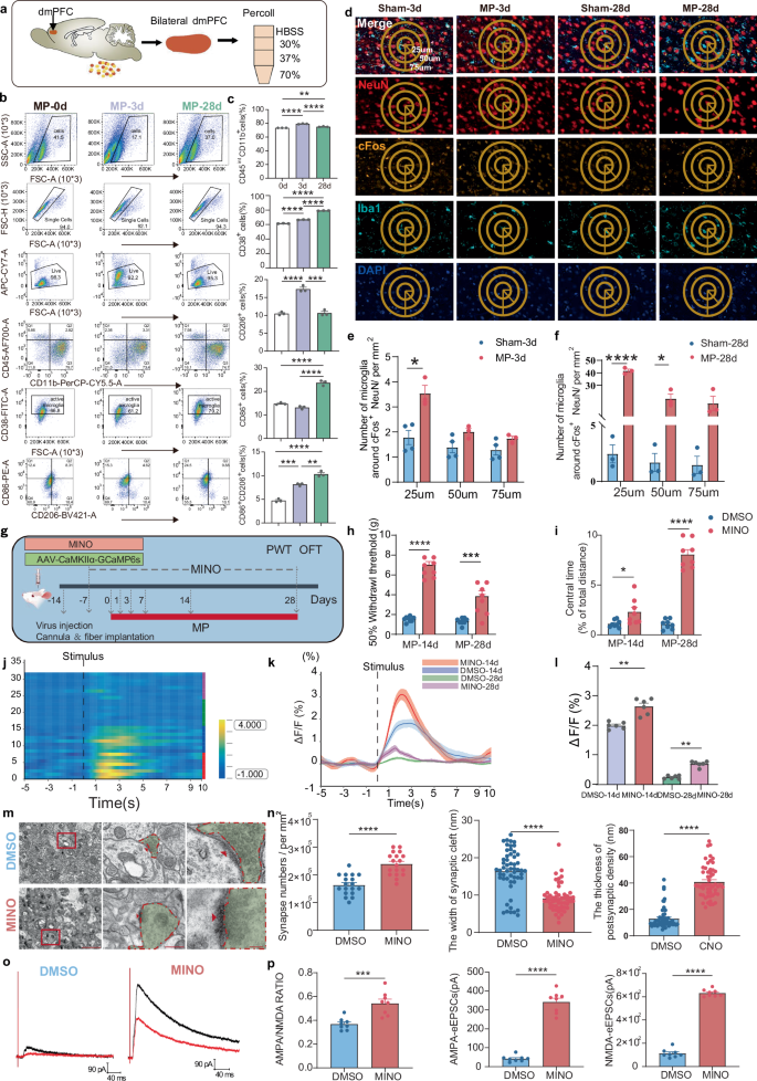 Fig. 5: Proinflammatory microglia reduced synaptic plasticity and suppressed dmPFC in CMP.