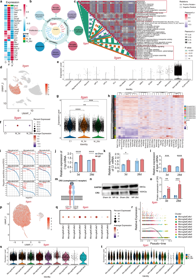 Fig. 6: Microglial CR3 is highly correlated with the excitability and synaptic plasticity of dmPFC.