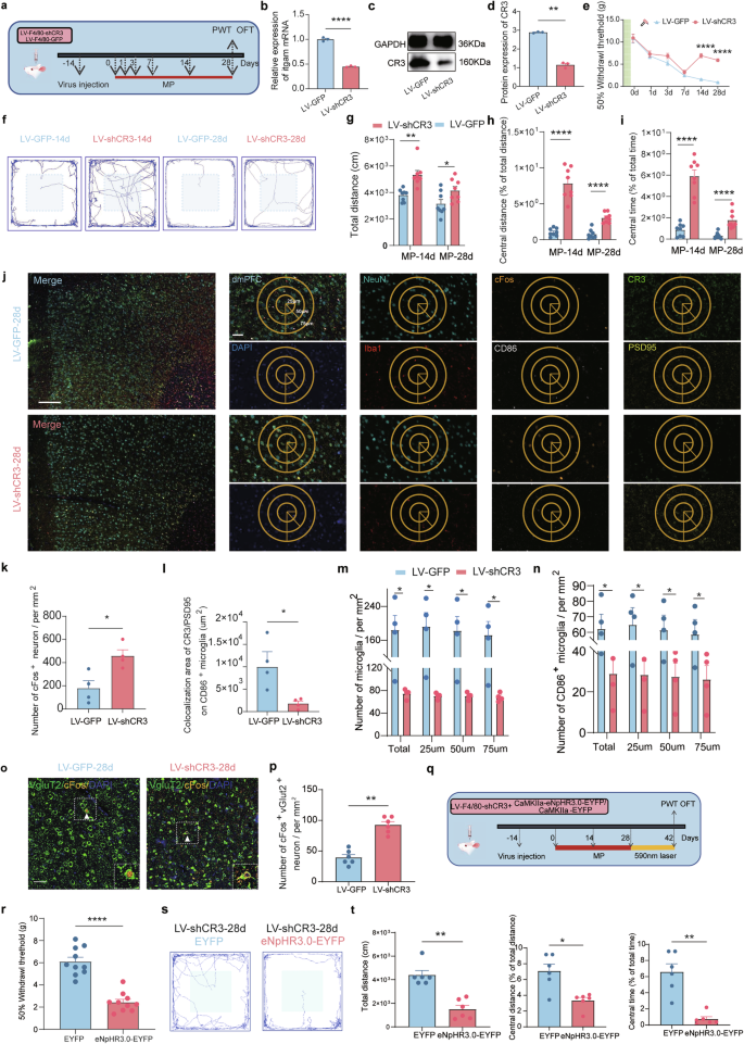 Fig. 7: Microglial CR3 knockdown alleviates CMP by restoring glutamatergic activity.