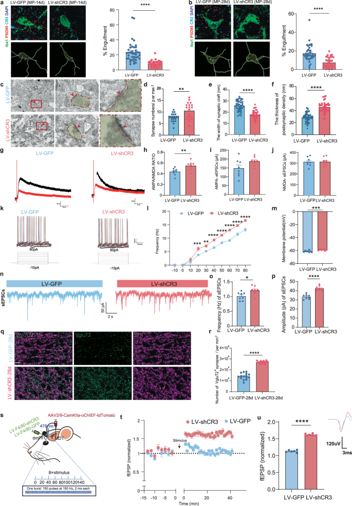 Fig. 8: Microglia CR3 knockdown ameliorates synaptic impairment in CMP.