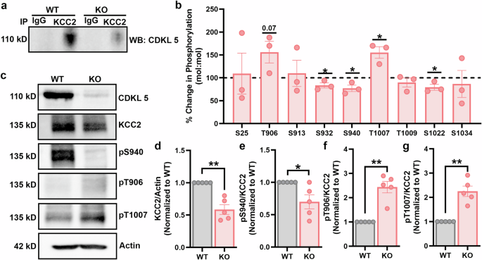 Fig. 1: CDKL5 is strongly associated with the KCC2 complex and loss of Cdkl5 modifies KCC2 phosphorylation.