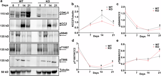 Fig. 2: CDKL5 ablation alters KCC2 expression and phosphorylation over time during postnatal development.