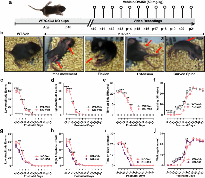Fig. 3: KCC2 activation reduces behavioral spasms in neonatal Cdkl5 KO pups.