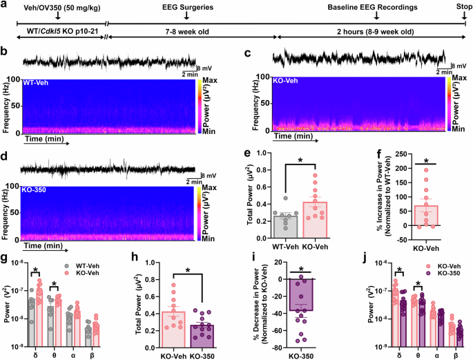 Fig. 4: KCC2 activator reduces the baseline EEG power in Cdkl5 KO mice.
