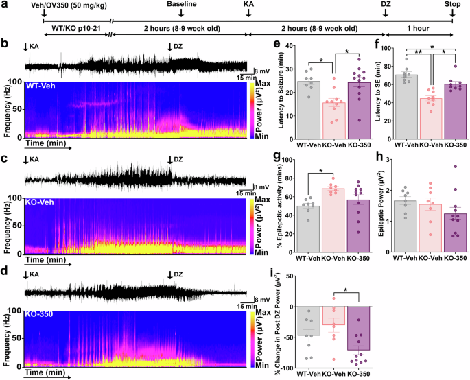 Fig. 5: KCC2 activator increases the susceptibility to KA-induced seizures and SE in Cdkl5 KO mice.