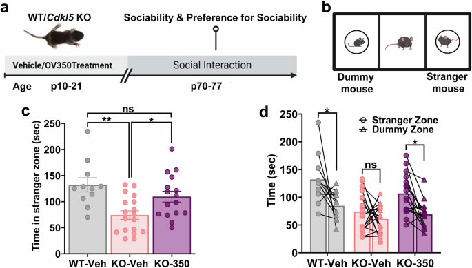 Fig. 6: KCC2 activation during development improves sociability in Cdkl5 KO mice.