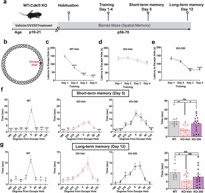 Fig. 7: KCC2 activation during the postnatal development period improves the rate of spatial learning and spatial memory retention in Cdkl5 KO mice.