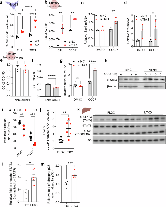 Fig. 2: TBK1-deficient hepatocytes exhibit increased susceptibility to mitochondrial stress.