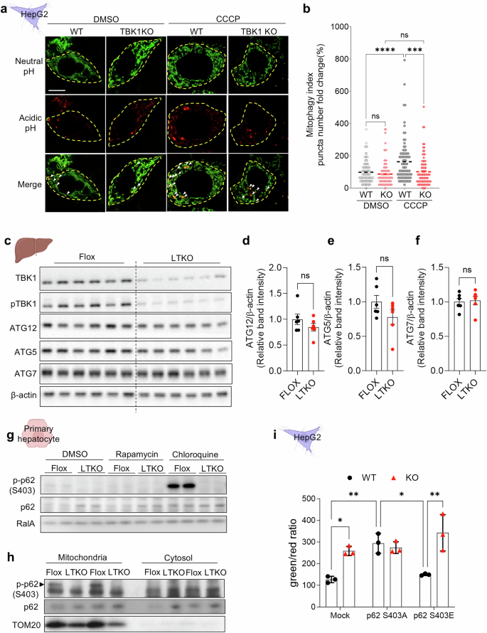Fig. 3: TBK1 deficiency impairs mitophagy, but the effect is not rescued by p62 phosphorylation.