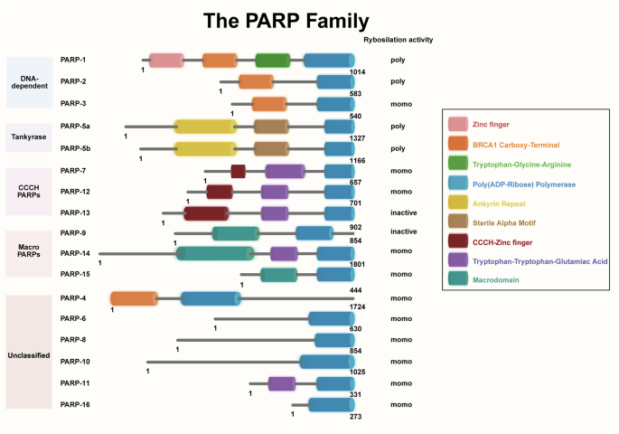Fig. 1: Structure of PARP family proteins.