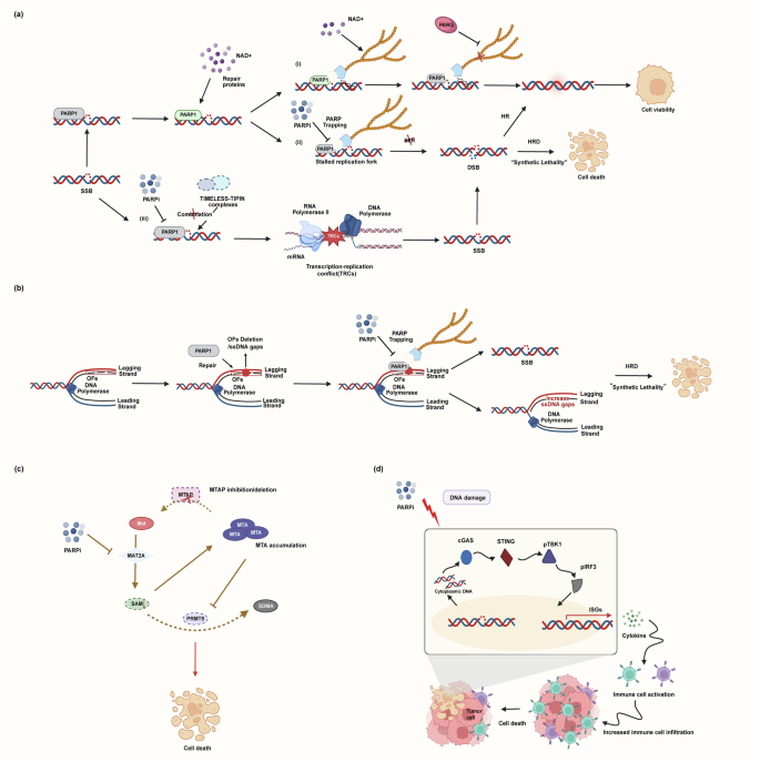 Fig. 2: Antitumor mechanisms of PARPi.