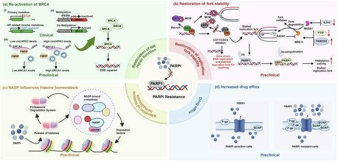 Fig. 3: Mechanisms of PARPi resistance.