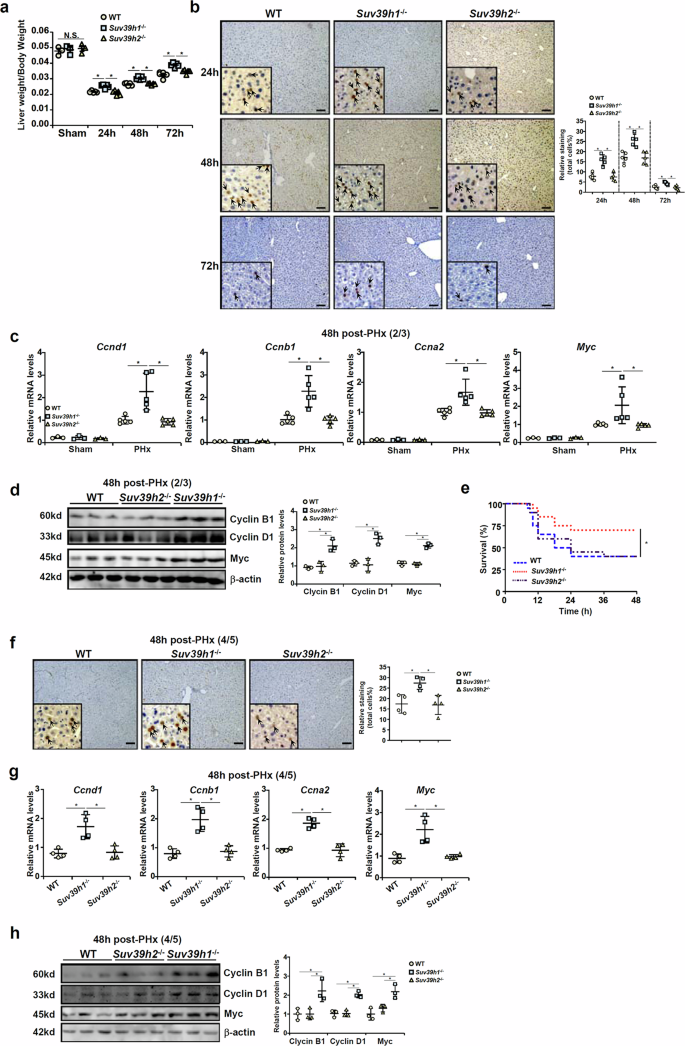 Fig. 1: Suv39h1 deficiency promotes liver regeneration in mice.