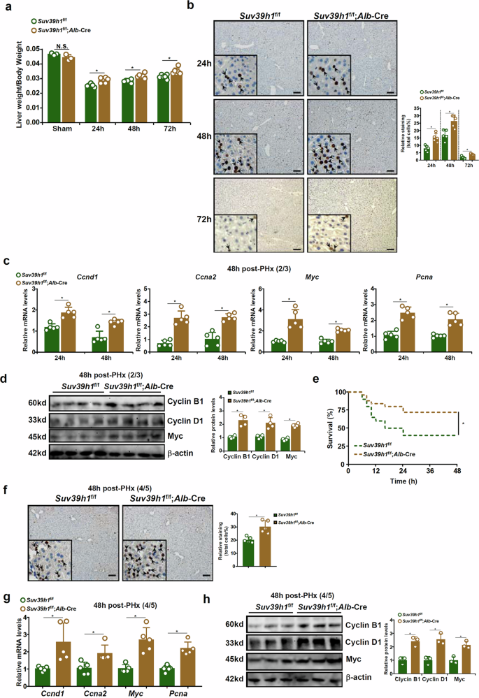 Fig. 2: Hepatocyte-specific Suv39h1 deletion promotes liver regeneration in mice.