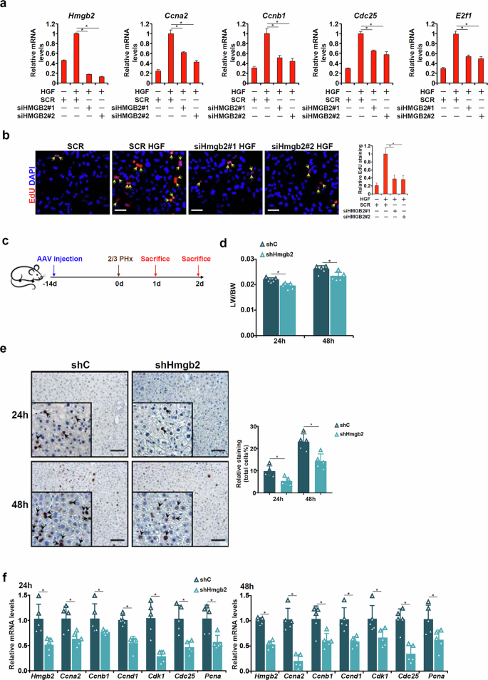 Fig. 4: HMGB2 plays an essential role in liver regeneration.