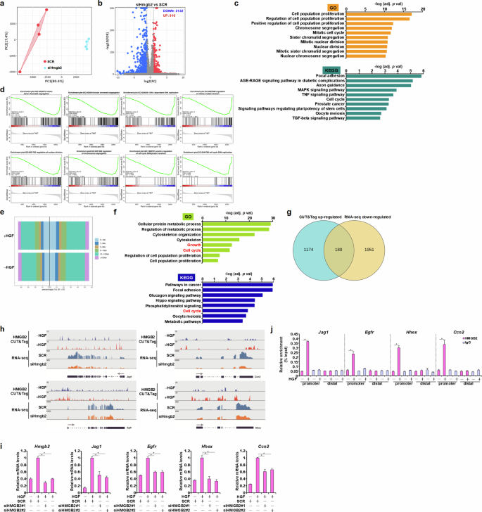 Fig. 5: HMGB2 programs proregenerative transcription in hepatocytes.