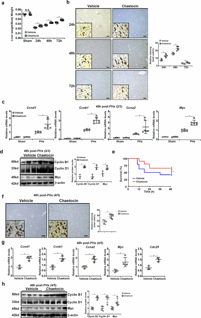 Fig. 6: Suv39h1 inhibition promotes liver regeneration mice.