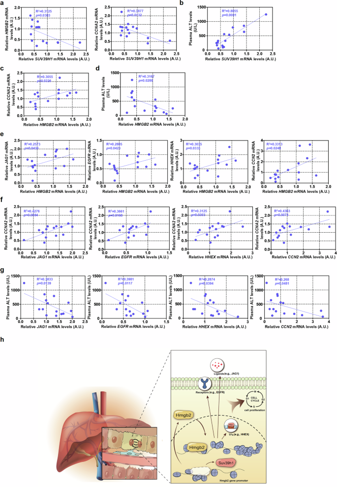 Fig. 7: Relevance of SUV39H1 and HMGB2 in liver regeneration in humans.