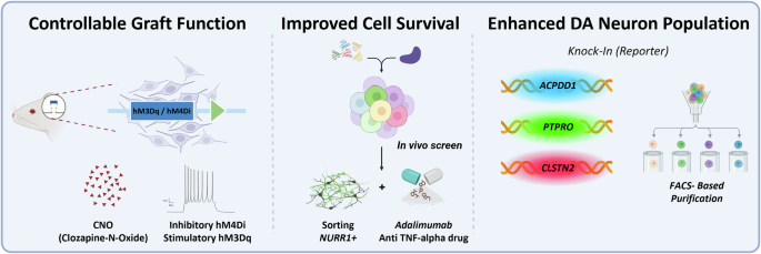 cjc 1295 and ipamorelin mechanism of action CJC-1295 No DAC + Ipamorelin Research Guide: Peptide Synergy in Laboratory  Studies