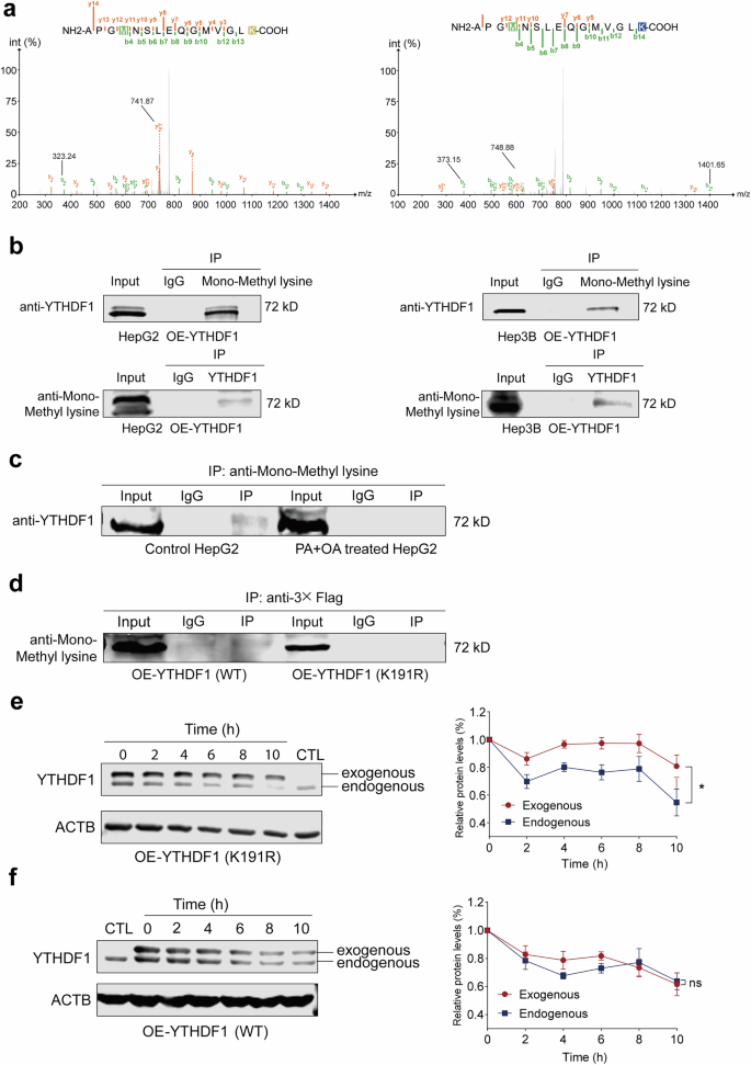 Fig. 7: Methylation of the YTHDF1 protein decreases its stability.