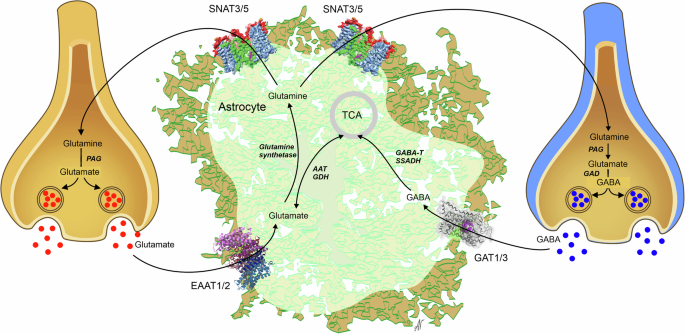 Fig. 8: Neuronal–astrocytic glutamate (GABA)–glutamine shuttle.