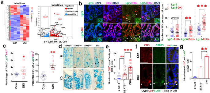 Fig. 3: Depleting tetrameric STAT5 in mice significantly increased Lgr5+ Cell proliferation and CD3+ T cells in the crypts.