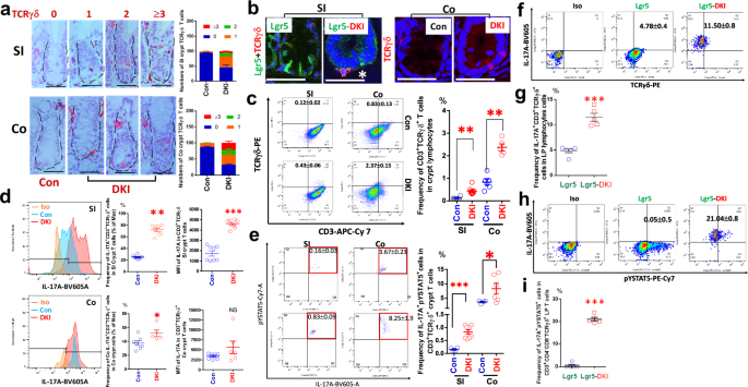 Fig. 4: Depletion of tetrameric STAT5 in mice significantly increased crypt IL-17A+TCRγδ+ T cells.