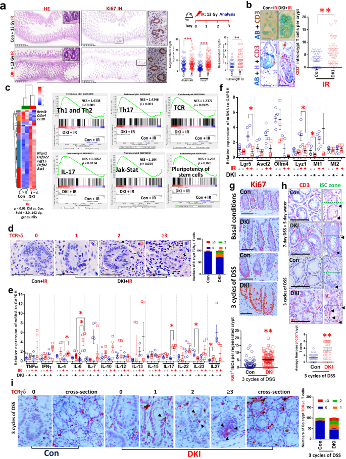 Fig. 5: Depletion of tetrameric STAT5 in mice protected ISCs from IR or colitis injury and promoted de novo crypt regeneration and the crypt CD3+ or TCRγδ+ T cell niche.
