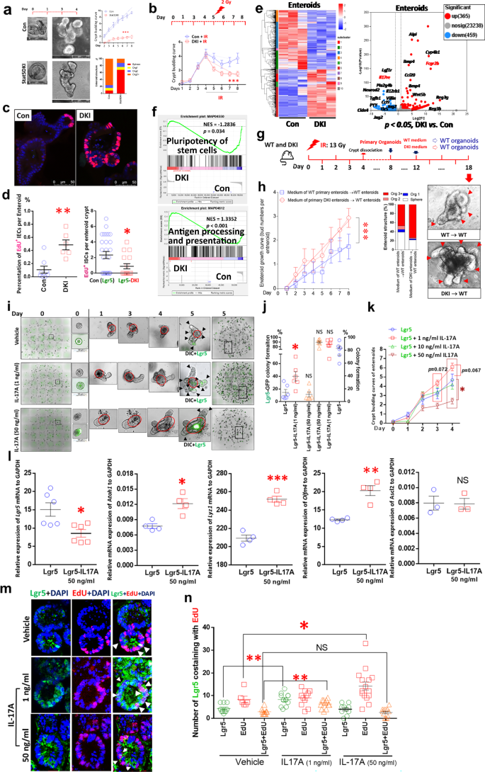 Fig. 6: Tetrameric STAT5-deficient organoids exhibited reduced growth under IR exposure compared with the control group.