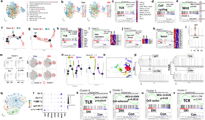 Fig. 7: STAT5 tetramer depletion increased the interaction of crypt T cells and ISCs at a single-cell level.