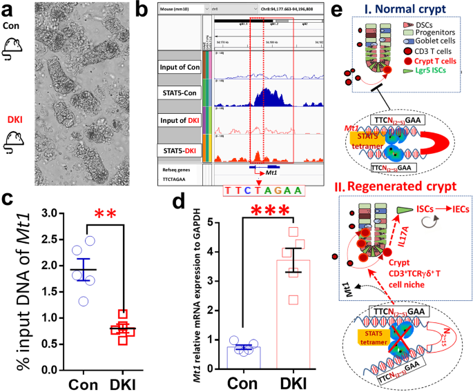 Fig. 8: Depleting STAT5 tetramers decreased STAT5 binding to the Metallothionein 1 (Mt1) gene and released the repression of TCRγδ cell differentiation.