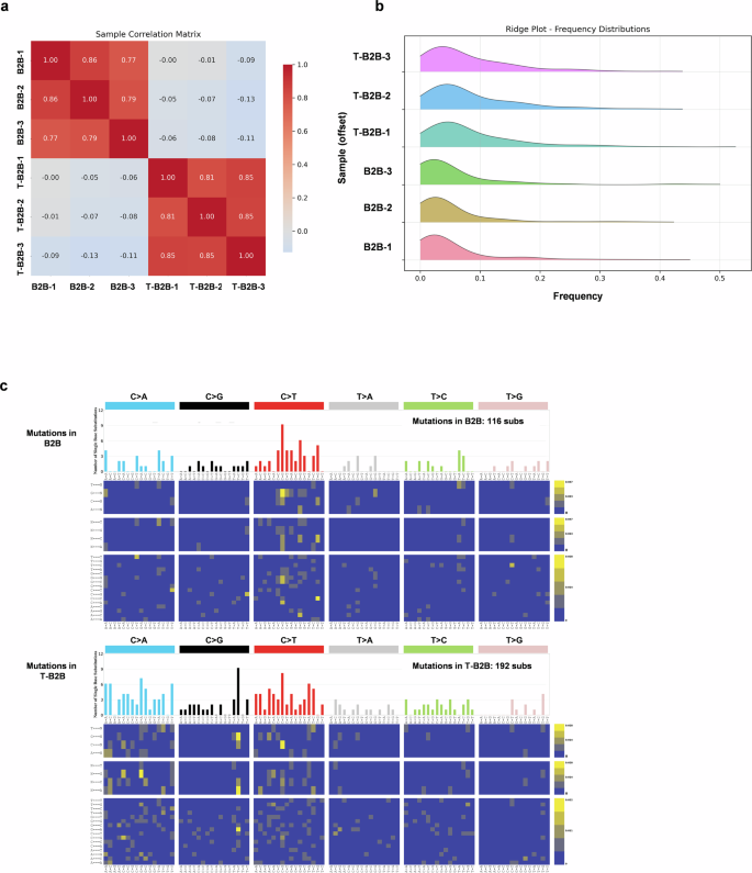cigarette smoke perinuclear clustering mitochondria lung epithelial A chronic whole cigarette smoke extract model reveals redox–mitochondrial  adaptation in human lung epithelial and organoid models