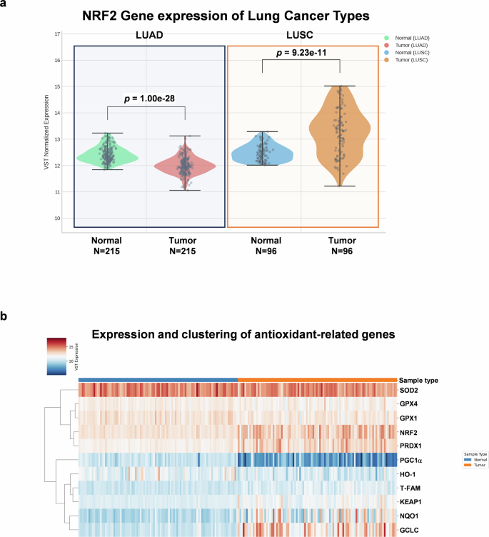cigarette smoke perinuclear clustering mitochondria lung epithelial A chronic whole cigarette smoke extract model reveals redox–mitochondrial  adaptation in human lung epithelial and organoid models