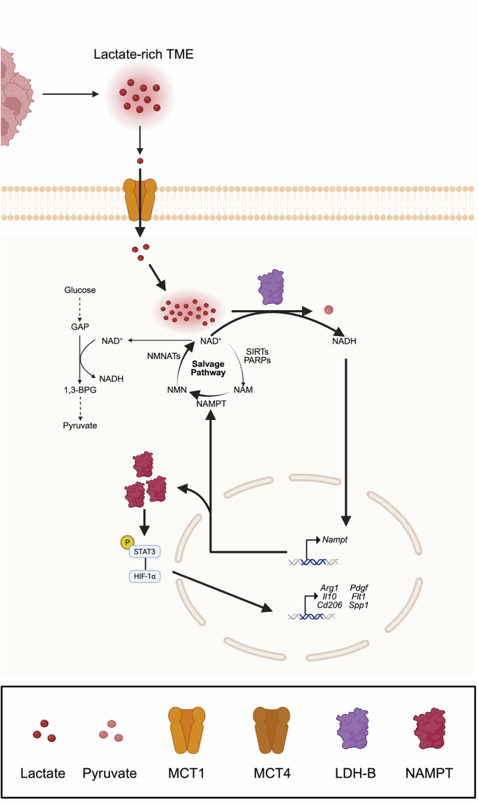 igf-1 lr3 receptor grade reddit Igf 1 LR3 has been magic for me : r/moreplatesmoredates