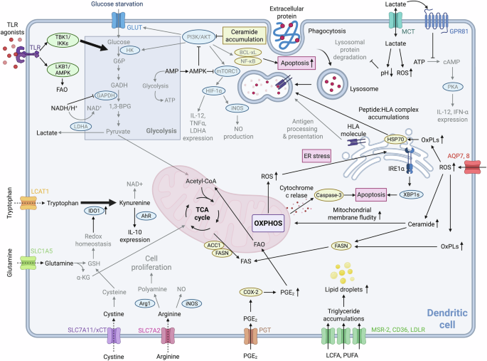 glutathione mtorc Metabolic rewiring of the dendritic cell–T cell axis: tumour-derived barriers and therapeutic opportunities Size:31 Day Supply - SUB GHK-Cu 50mg i 100mg topical hydrocortisone