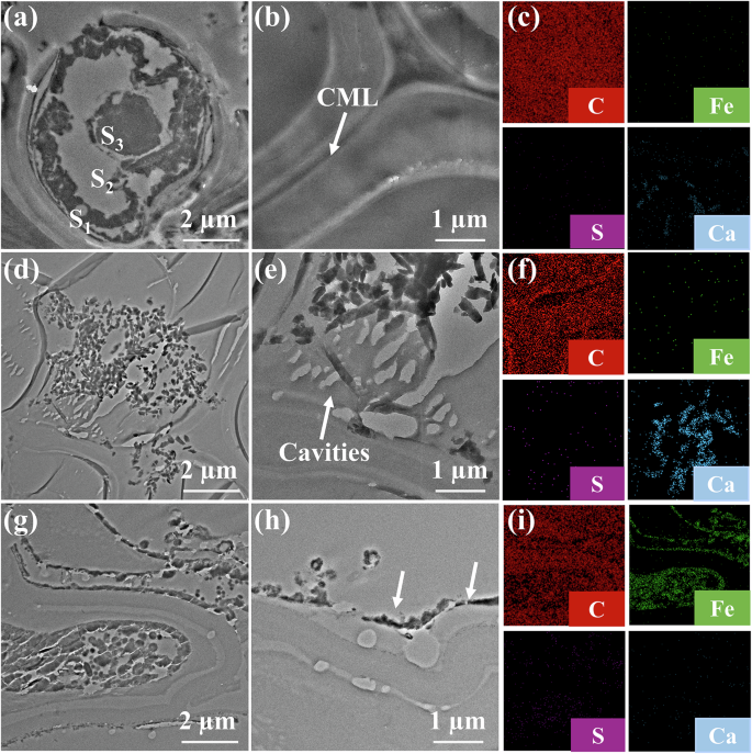 Fig. 3: TEM images and energy dispersive spectrometer (EDS) images of waterlogged archaeological wood.