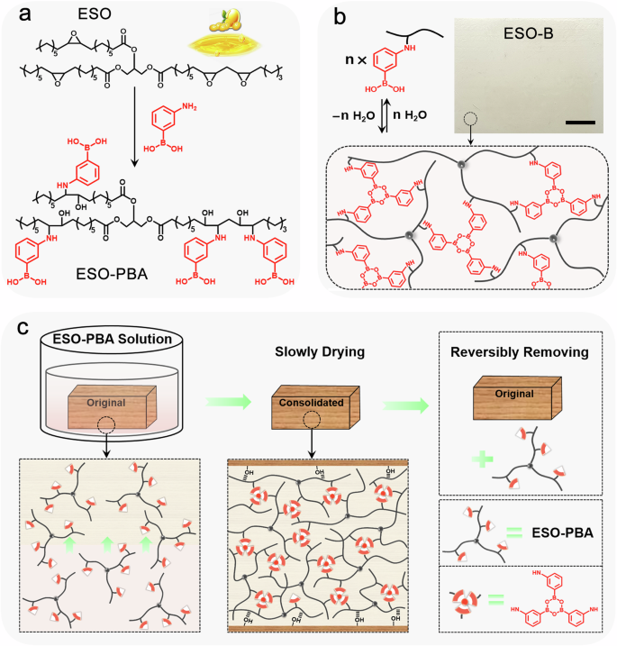 Fig. 1: Schematic illustration of the synthesis of ESO-B and the consolidation of waterlogged archaeological wood.