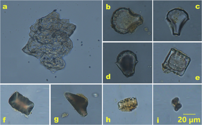 Fig. 10: Phytoliths identified in two Upper Qujialing fiber-tempered pottery.