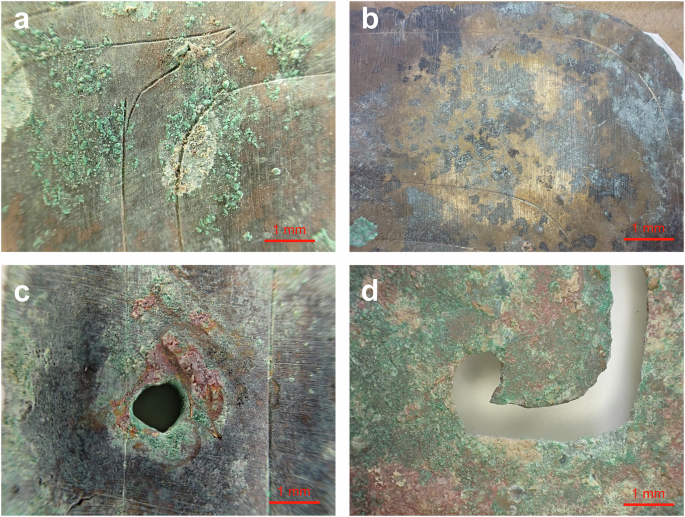 Fig. 3: Microscopy images of Sha and single Shajiao.