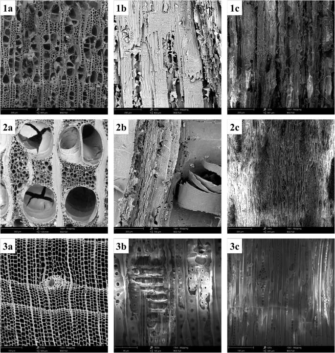 Fig. 5: Microscopic anatomical characteristics of wood samples.