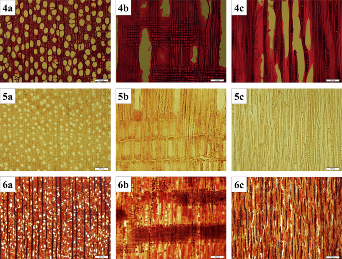 Fig. 6: Microscopic anatomical characteristics of wood samples.