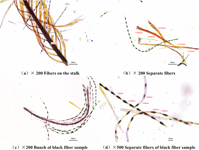 Fig. 11: Yellow and black fibers after staining with Herzberg’s reagent.