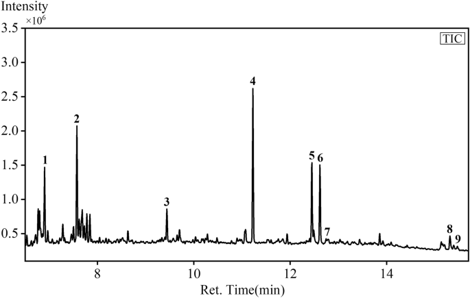 Fig. 5: The total ion chromatograms (TIC) of the black lacquer sample.