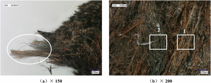 Fig. 8: The schematic detail of the M1: N44 Madao fiber sample.